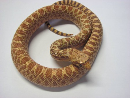 Femelle "hypomelanistique" née a l'élevage NC 14/08/2013 Magnifique spécimen 250€